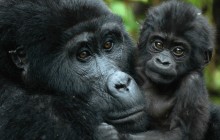 4 Days Gorilla Tracking Rwanda