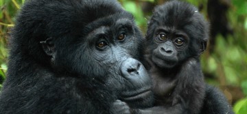 A picture of 4 Days Gorilla Tracking Rwanda