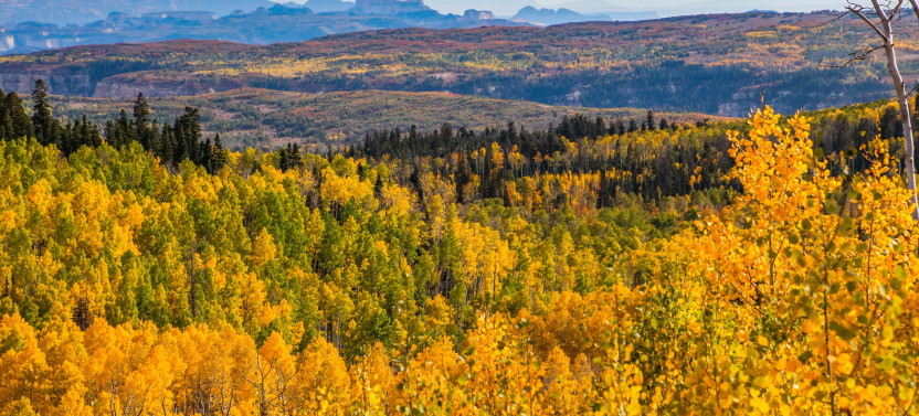 Cedar Mountain Fall Colors Tour