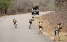 Kruger Budget Safari 3N/4D