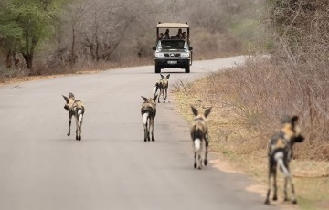A picture of Kruger Budget Safari 3N/4D