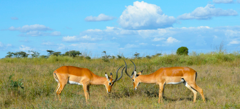 Best Kenya Tour: Sunsets & Safaris, A Kenyan Tale In 5 Days