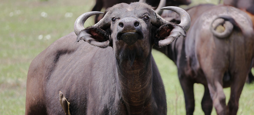 Best Kenya Tour: Sunsets & Safaris, A Kenyan Tale In 5 Days
