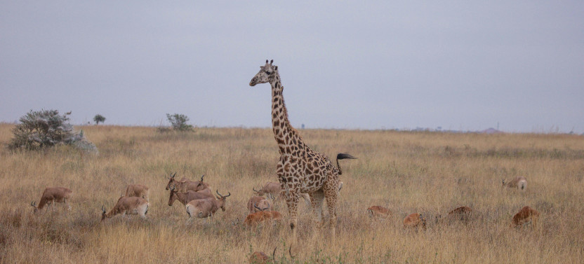 Best Kenya Tour: Sunsets & Safaris, A Kenyan Tale In 5 Days