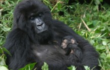 10 Days Explore the Volcanos and Gorilla exprience