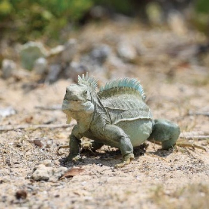 Iguana Island Tour