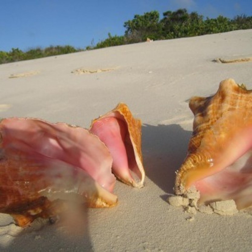 Seaside Scavenger