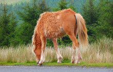 Roam Wales18