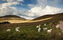 Roam Wales19