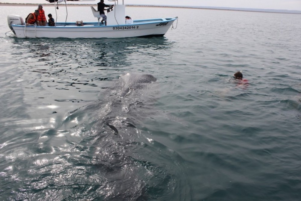 Whale Shark Snorkeling Excursion to La Paz Cabo San Lucas Project