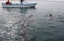 Whale Shark Snorkeling Excursion to La Paz