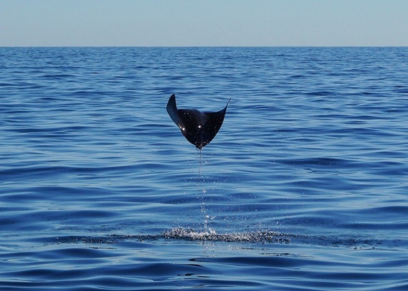 Private Snorkeling Tour in Cabos San Lucas