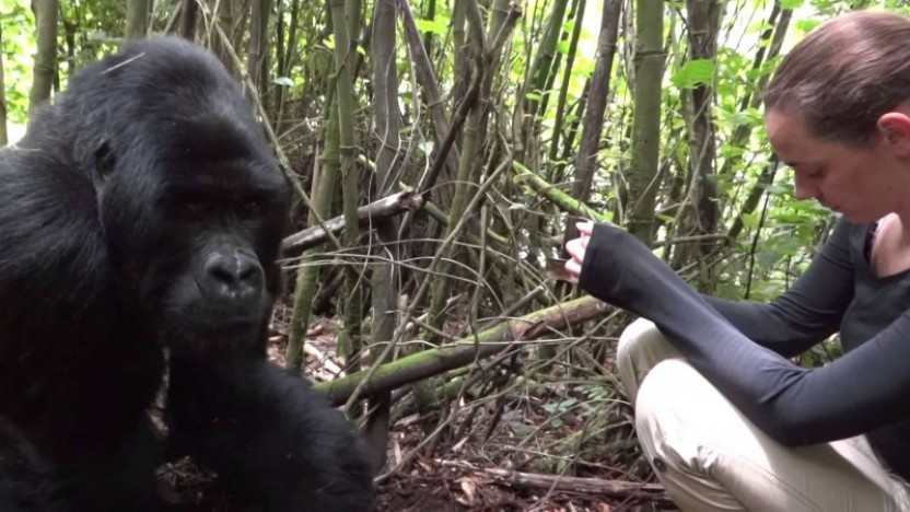 7 days Nyiragongo and Mt. Gorilla trekking Rwanda