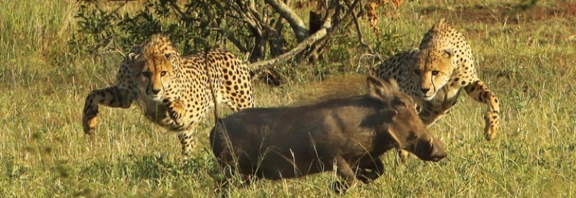 The Best of Kruger Safari 4N/5D