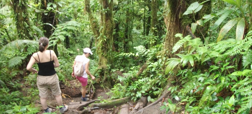 Private Sloth Search Tour