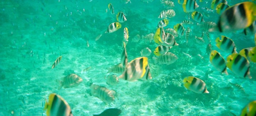 Half Day Sailing Tour on Tahiti Lagoon