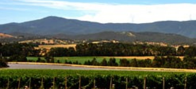 Private Yarra Valley Winery Tour