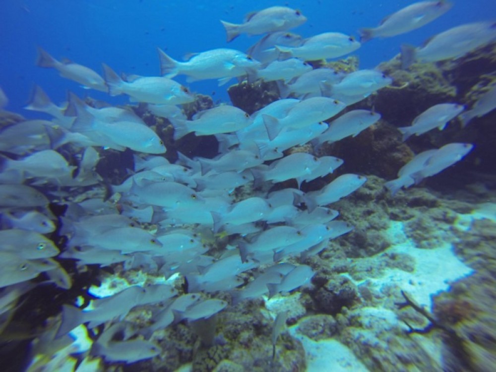 Cozumel World Class Scuba Diving - Playa del Carmen | Project Expedition