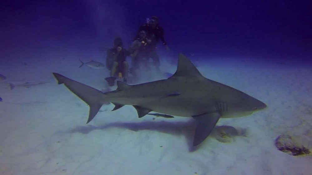 bull shark diving tulum