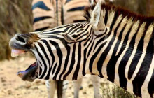 Bella Private Tours and Safari13