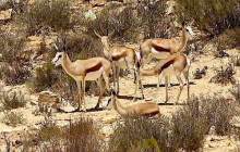 Bella Private Tours and Safari15