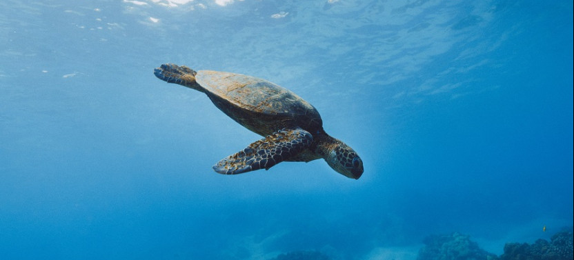 Turtle Canyon Snorkel Adventure