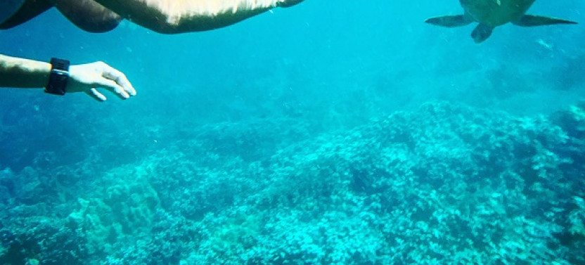 Turtle Canyon Snorkel Adventure