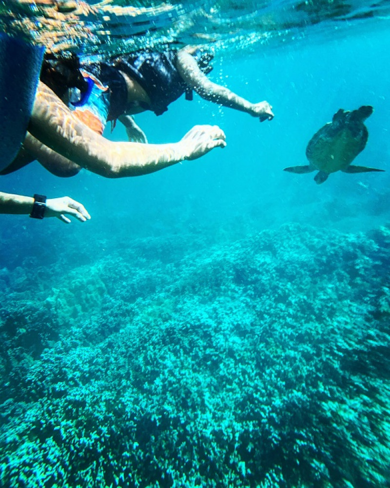 Turtle Canyon Snorkel Adventure Honolulu Project Expedition