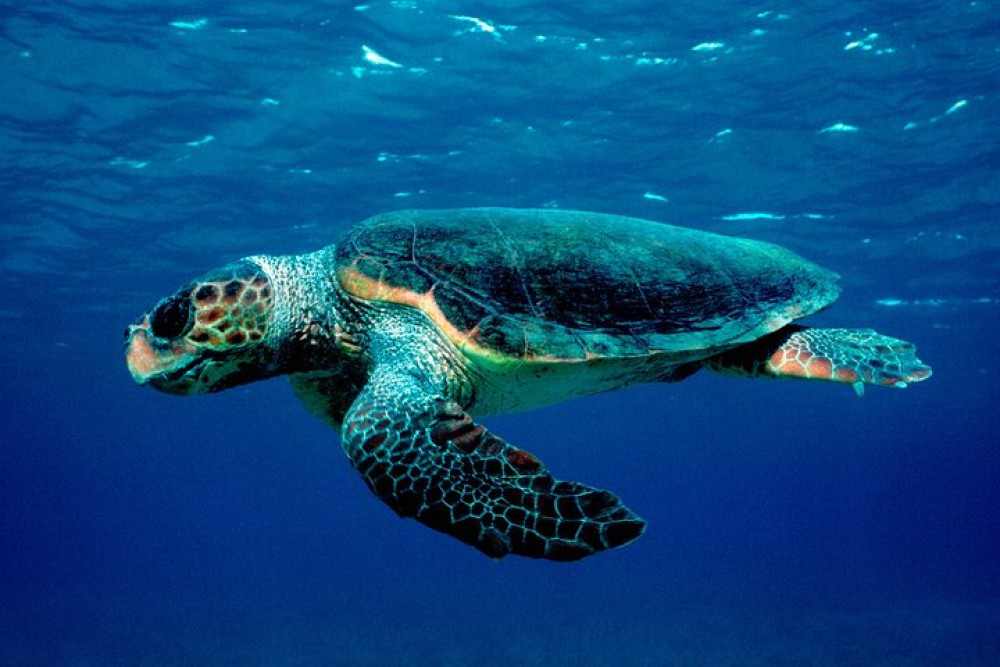 Small Group: Zakynthos Marine Park with Turtles Spotting