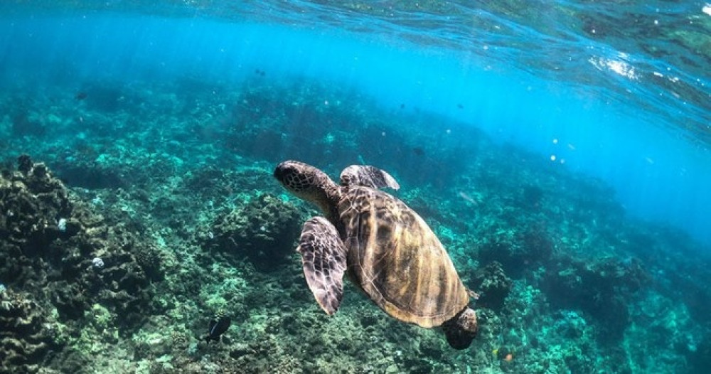 Full Day Snorkel & Sail on the Monohull Nova