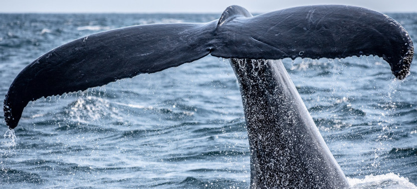 Whale Watching Tour