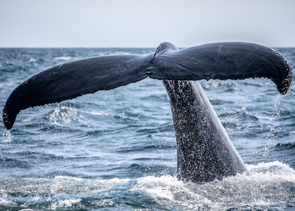 Whale Watching Tour