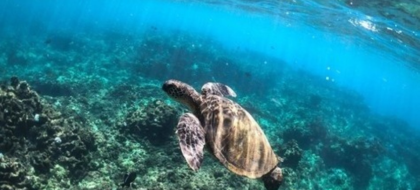 Catamaran Private Morning Sail & Snorkel