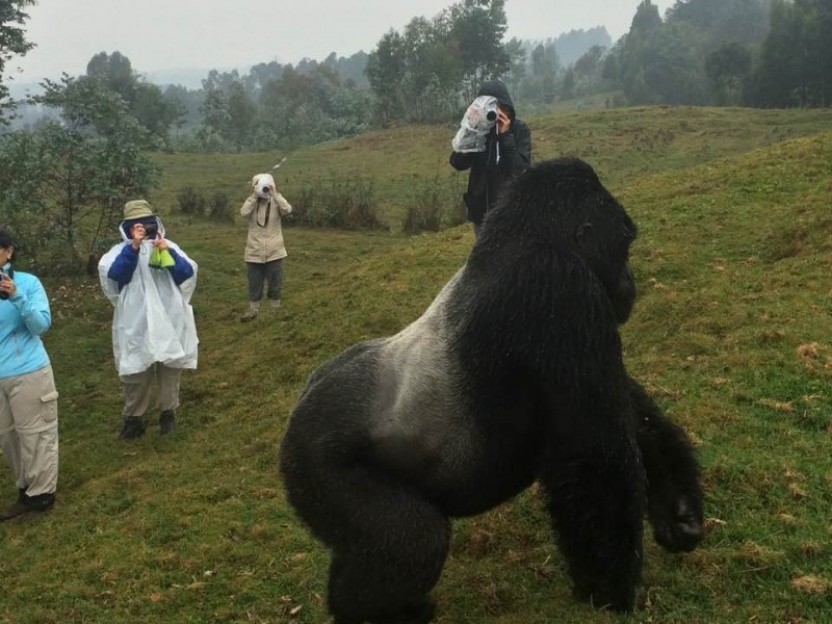Rwanda & Congo Gorilla Expedition