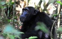 Rwanda & Congo Gorilla Expedition