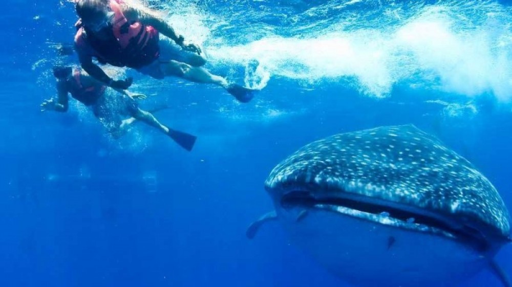 swim with whale sharks playa del carmen