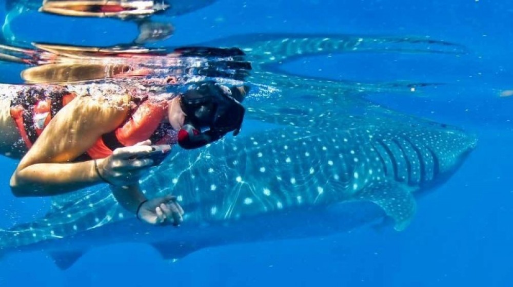 Cozumel Swim with Whale Sharks Playa del Carmen Project Expedition