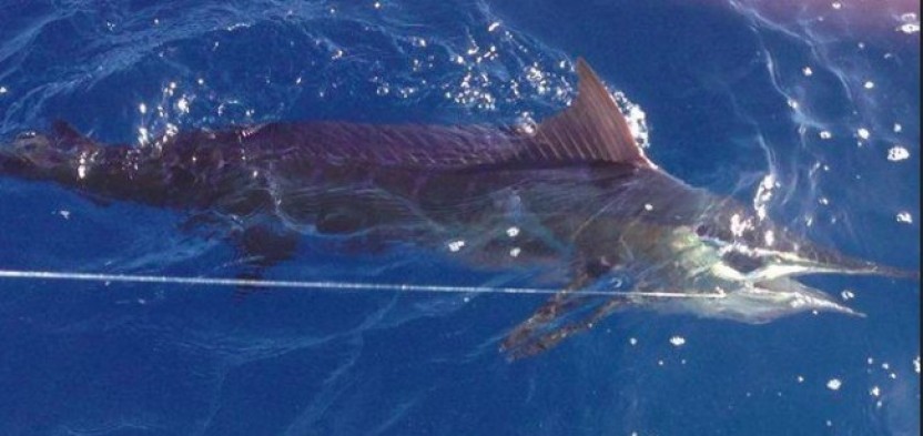 Full Day Deep Sea Fishing Charter
