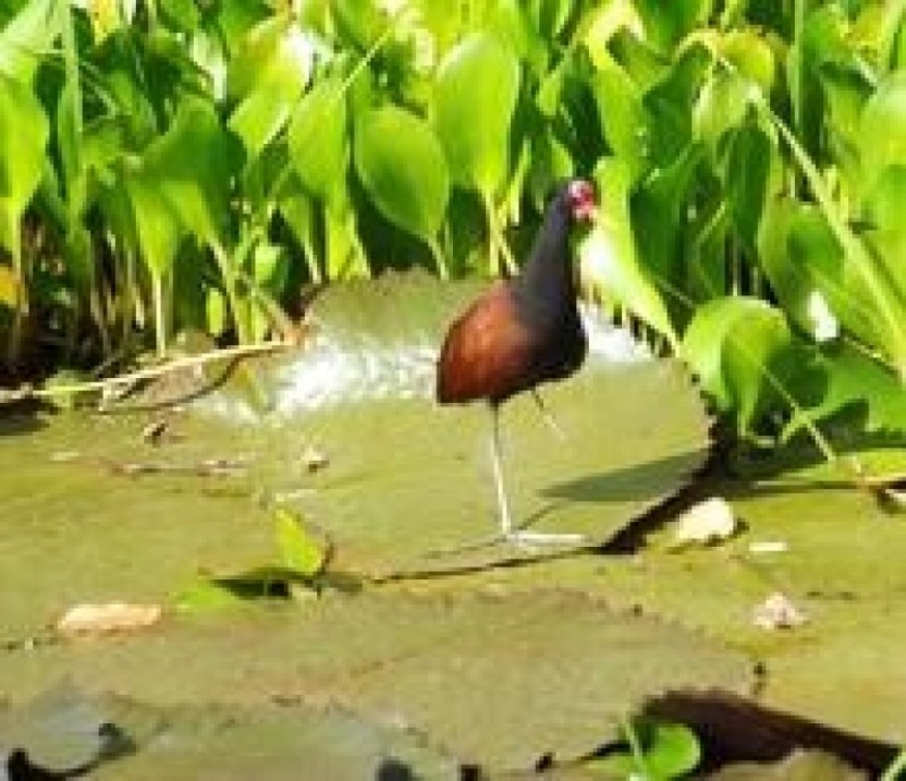 Tobago Wetlands Tour