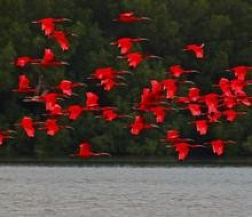 Trinidad Birding Tour
