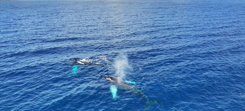 Private Whale Watch Cruise on the Catamaran Artemis