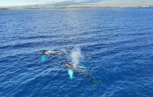 Maui Ocean Charters2