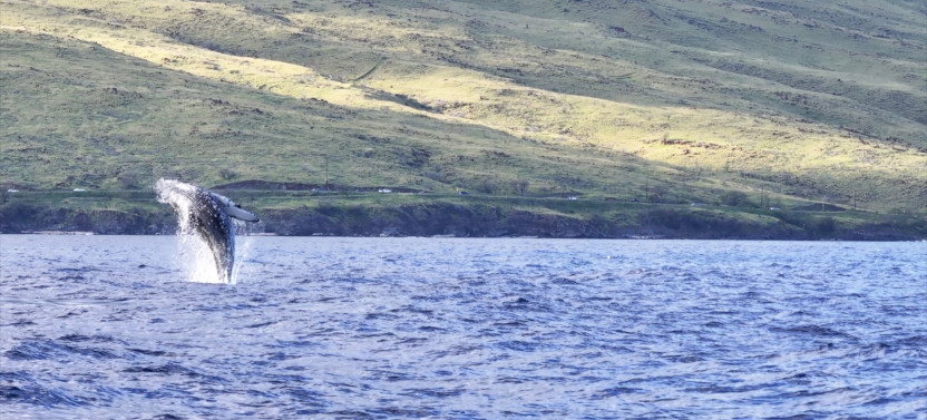 Private Whale Watch Cruise on the Catamaran Artemis