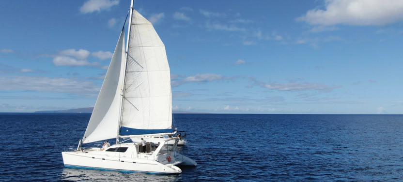 Private Whale Watch Cruise on the Catamaran Artemis