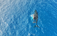Maui Ocean Charters5