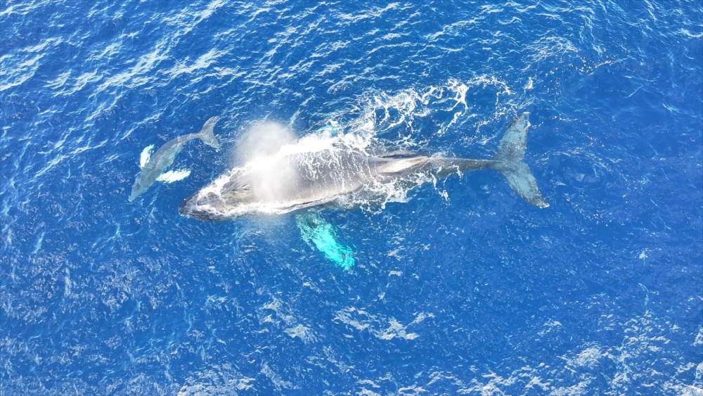 Private Whale Watch Cruise on the Catamaran Artemis