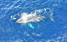 Maui Ocean Charters1