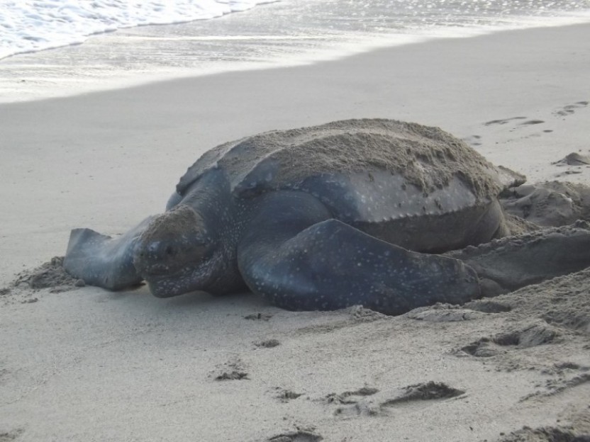 Turtle Watching Tour
