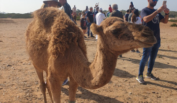 A picture of Multiday Trip to Morocco from Tarifa