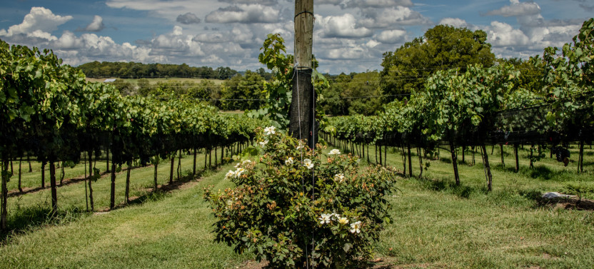 Natchez Trace Parkway: Scenic Routes Driving Tour